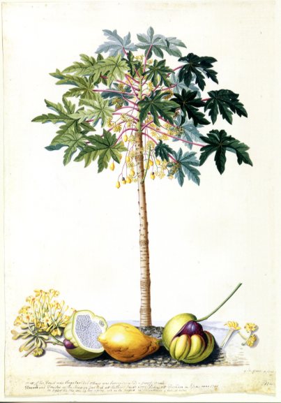 Ehret, Georg Dionysius